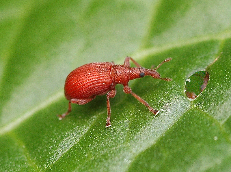 Apion frumentarium | НАСЕКОМЫЕ УРАЛА